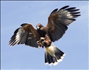 Harris Hawk